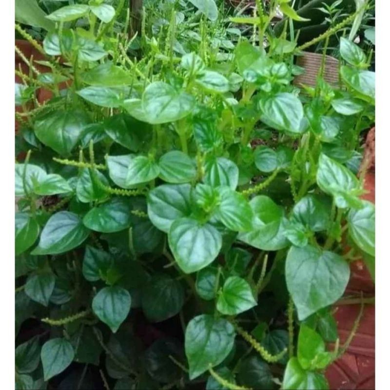 

New Promo Daun suruhan segar - sirih cina - ketumpang air murah - herbal/100 gram-500 gram Bisa COD