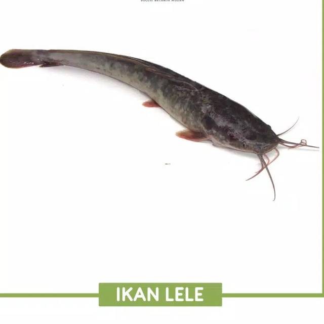 

Ikan Lele / Berat 1000 gram