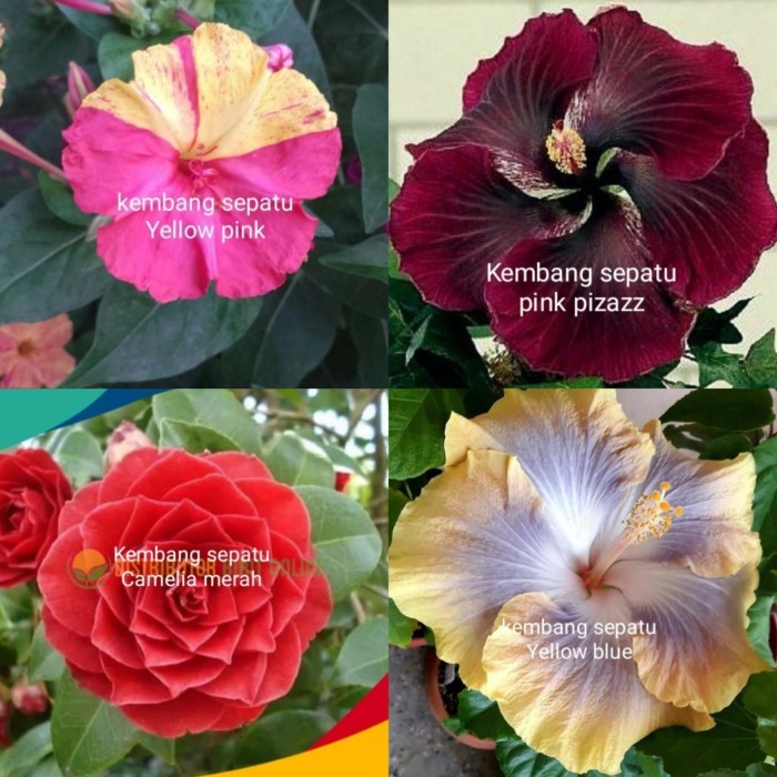 Tanaman hias kembang sepatu paket 4 jenis macam bunga
