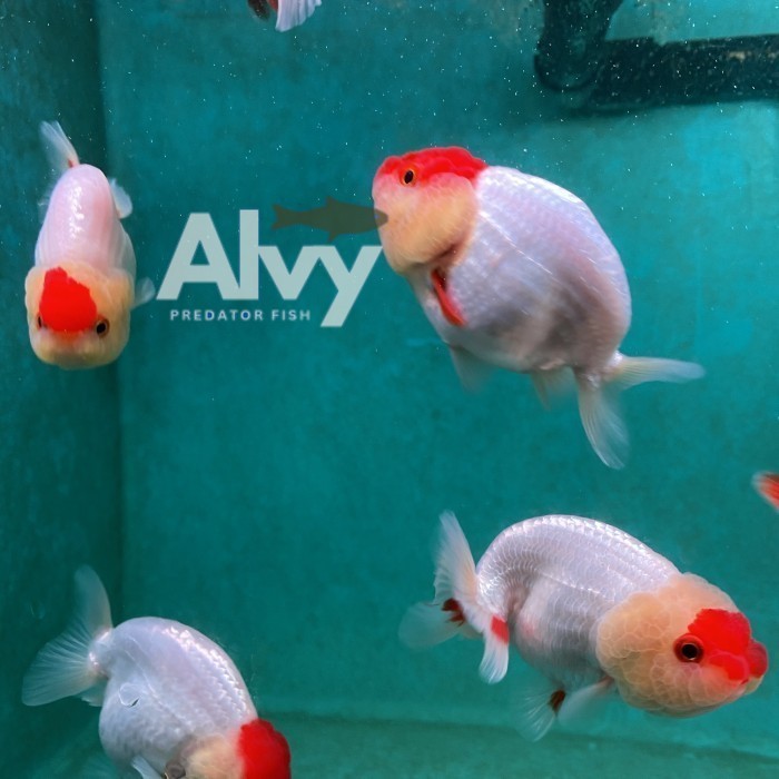 Hiyasan akuarium MAS KOKI GOLDFISH LIONCHU 6-7 cm RANCHU BABY IMPORT THAILAND berkualitas