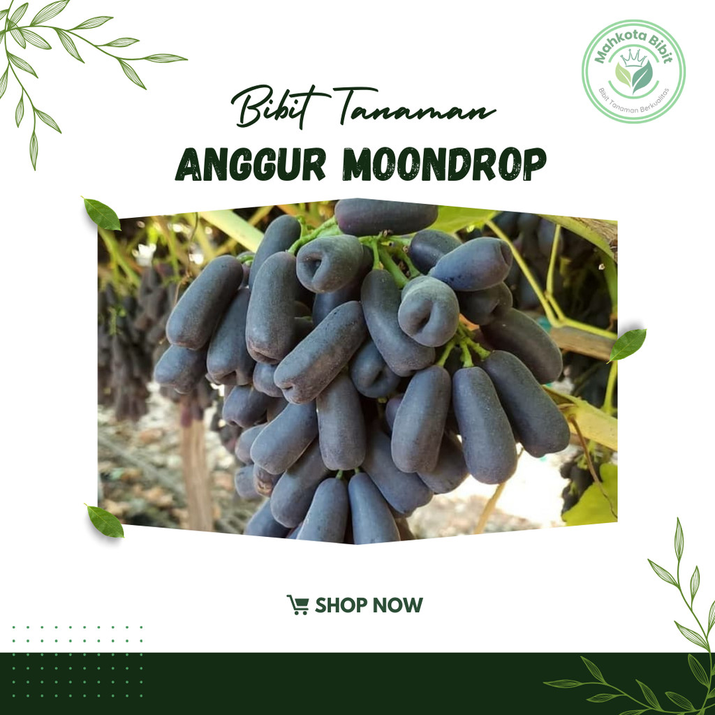 

anggur import mondroop