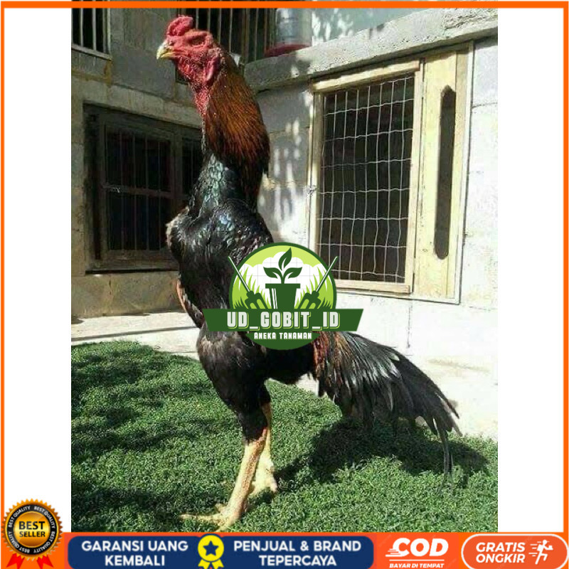 

TELUR FERTIL AYAM SHAMO JEPANG UNTUK DI TETASKAN UD_GOBIT_ID