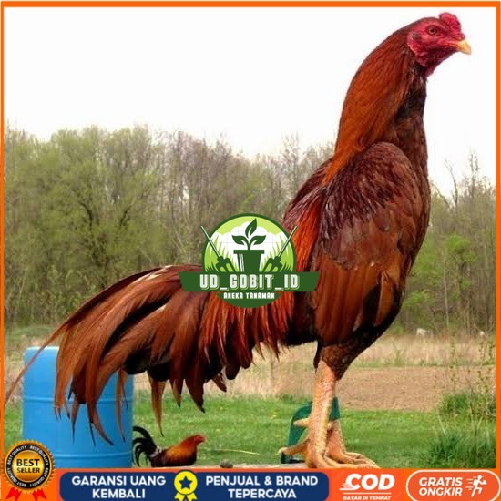 

Telur ayam bangkok super petarung aduan fertil untuk ditetaskan UD_GOBIT_ID
