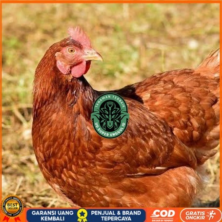 

Telur ayam rodhe island / telur ayam hias / telur fertil siap tetas UD_SUPER_UNGGUL_ID
