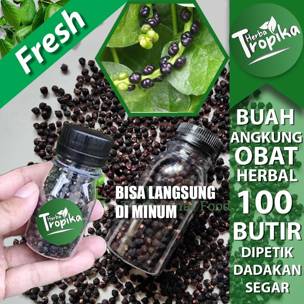 

Buah Angkung Segar 100 biji Obat Herbal Alami toko herba tropika