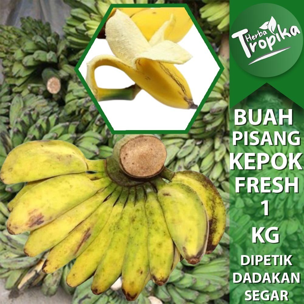 

Pisang Kepok Montok 1 Sisir 1 kg Siap Matang toko herba tropika