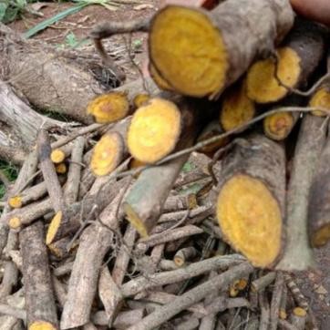 

ready stok Akar Kayu Bajakah Atau Ki Koneng Obat Tradisional 200Gram