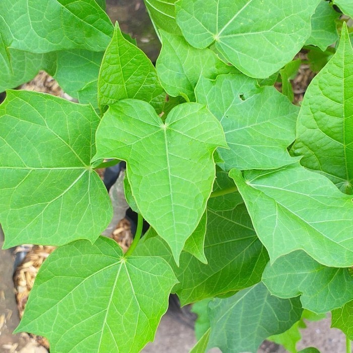 

pohon herbal daun jarak