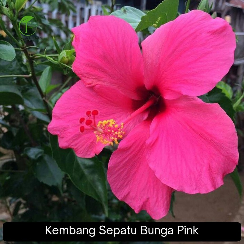 Pohon Kembang Sepatu Bunga Pink - Kembang Sepatu Bunga Pink