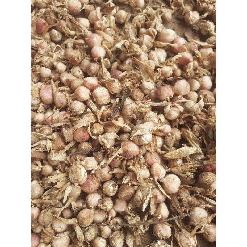 

Buah kapol basah sgar 500 gr ...