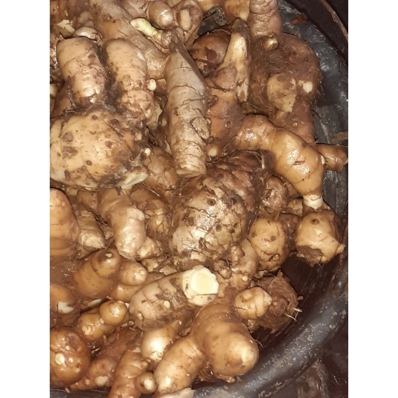 

Kunyit putih sgar 1kg brsih ..
