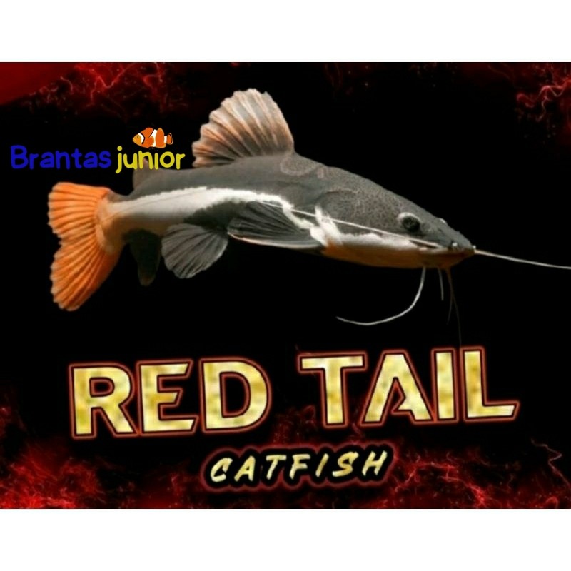 hiasan aquarium RTC(RED TAIL FISH) LELE HIAS 7-10 CM lucu