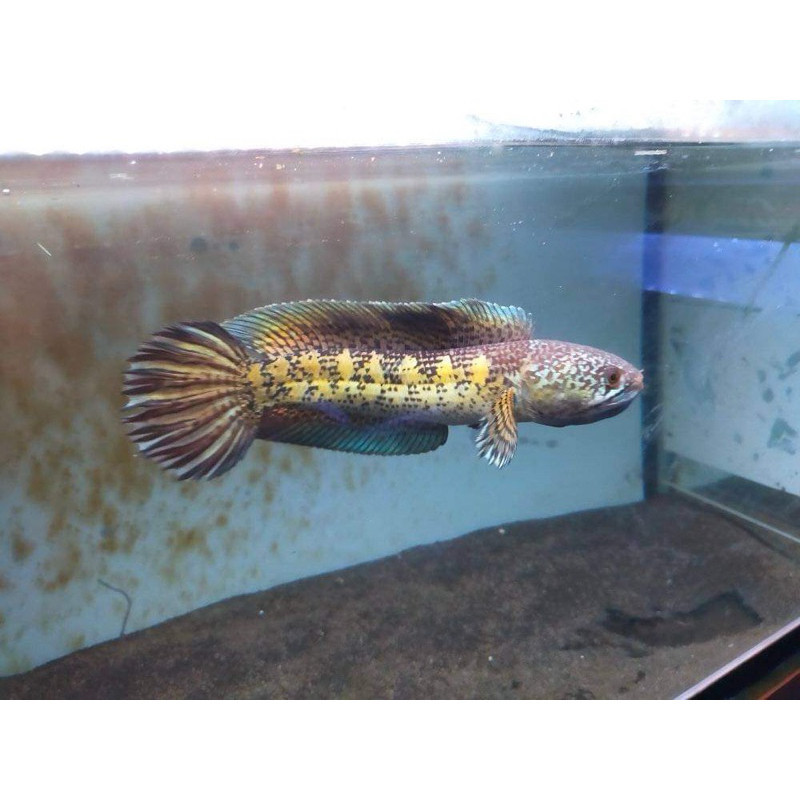 Hiasan hobi Real Auranti 10-12cm Singel Tank Kualitas Grade A+++ Garansi 100%