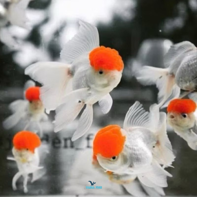 KOKI ORANDA RED CUP GRADE A ( PAKET SEPASANG )  10-13 CM PALAMERAH
