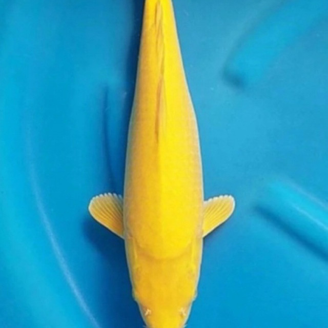 Hiasan  Koi karasi size 15-17cm - Koi Kuning blitar