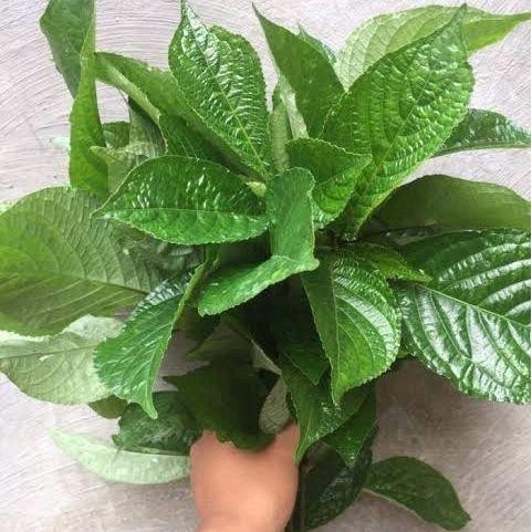 

Daun Keji Beling Segar 1 Kg Pecah Beling Fresh Asli Organik