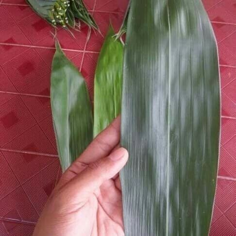 

New Promo Daun bambu lebar dan panjang 1kg Azzahra.AS