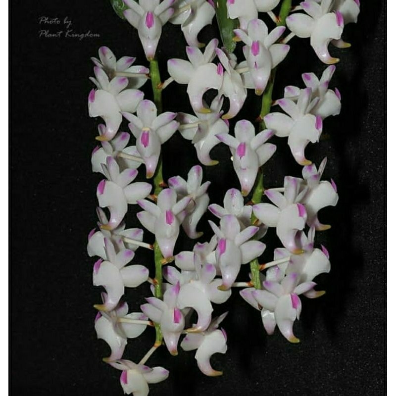 TANAMAN HIAS ANGGREK KUKU MACAN Anggrek Aerides Odorata - kuku macan Bunga hias kuku macan