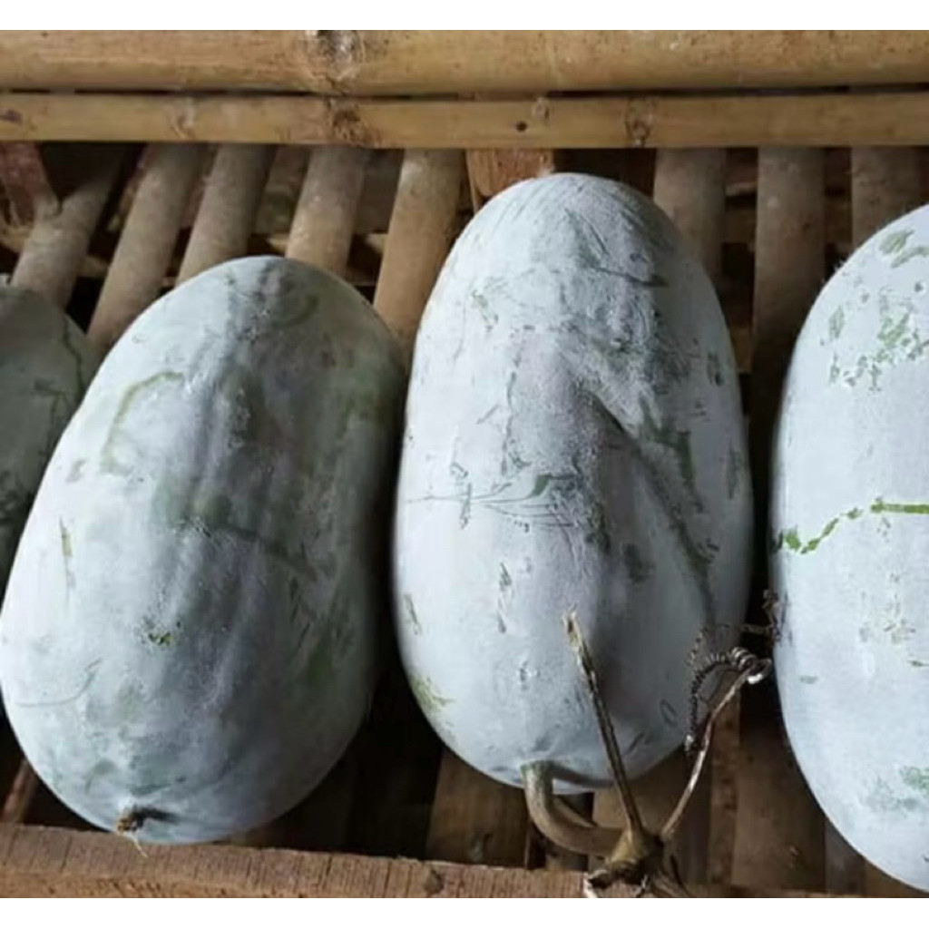 

Bligo / Buah Kundur / Blonceng berat 1 - 1,5 kg