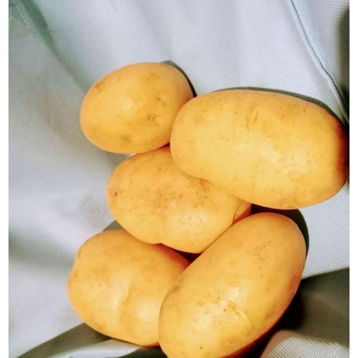 

KENTANG SUPER KEMASAN 500G UMBI KENTANG 500G Kentang Dieng Harga Terjangkau Lebih Murah Barang Dikirim Sampai Rumah Hemat Waktu Tanpa Ribet