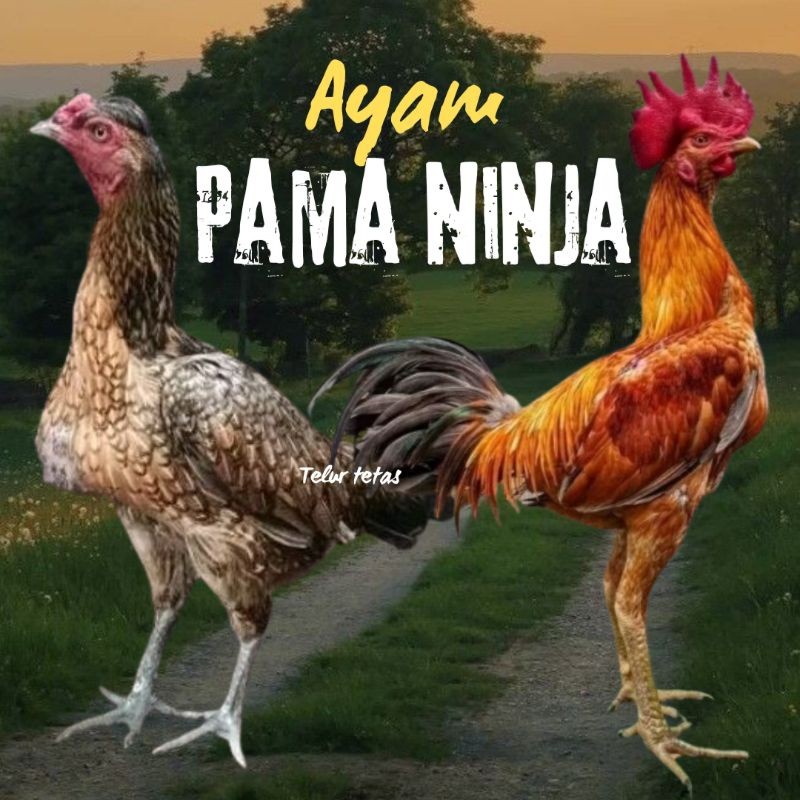 

telur ayam Pama ninja original petarung bisa untuk di tetaskan