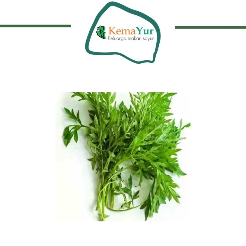 KENIKIR SEGAR 1 IKAT