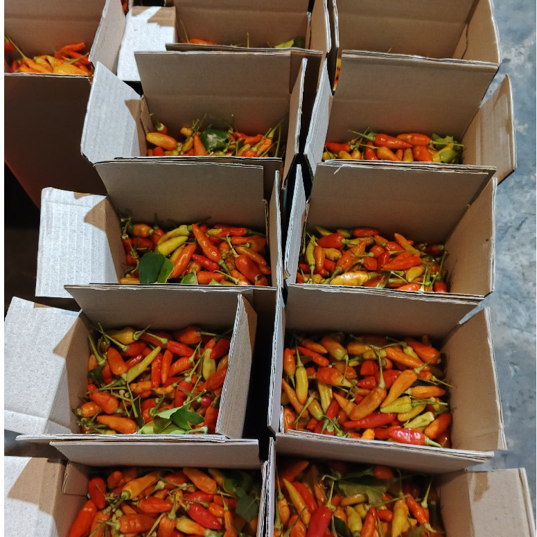 

Paket Cabe rawit merah 1kg Cabai rawit merah 1kg cabai harga 1kg packing kardus