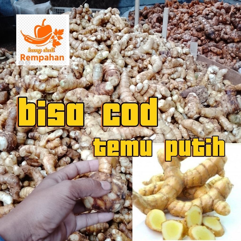

Abh temu putih segar 1 kg bersih
