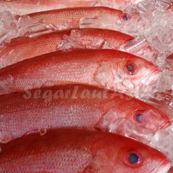 

Ikan Kakap Merah Segar 1Kg Ikan Kakap Merah Sawo Wakung