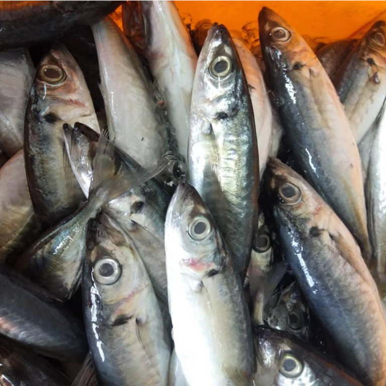 

Ikan Salem Segar 1Kg Ikan Salem Layang Baby