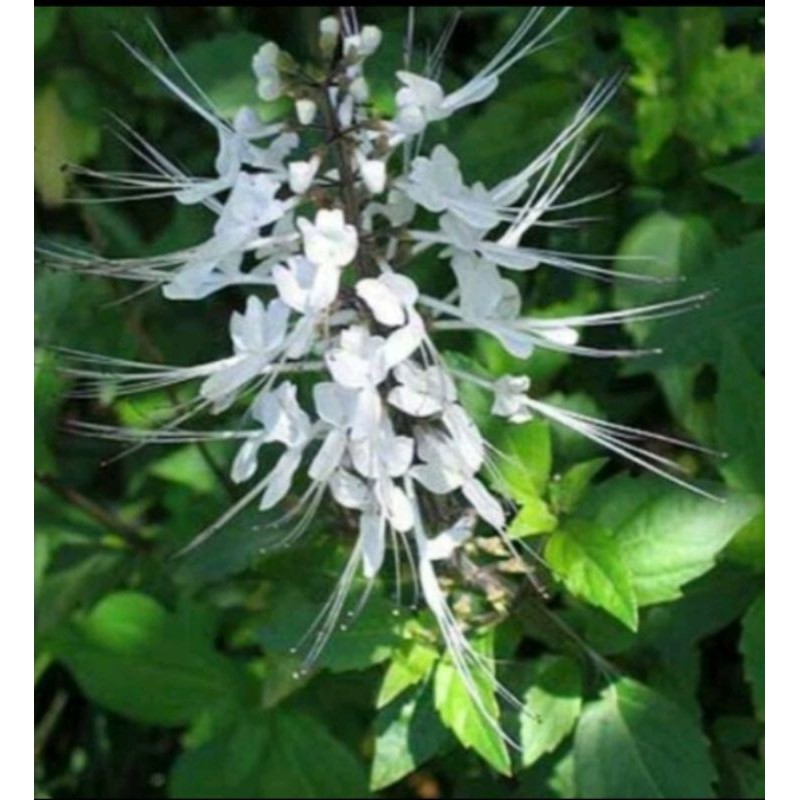 

Daun kumis kucing. herbal Alami