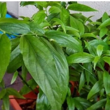 

Promo Daun belalai gajah 500 gram segar kalingsir sabah buat obat herbal COD