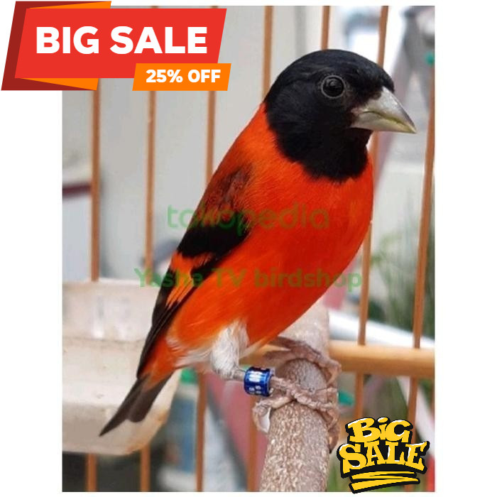 Burung Red siskin Klasik Jantan Gacoran Istimewa