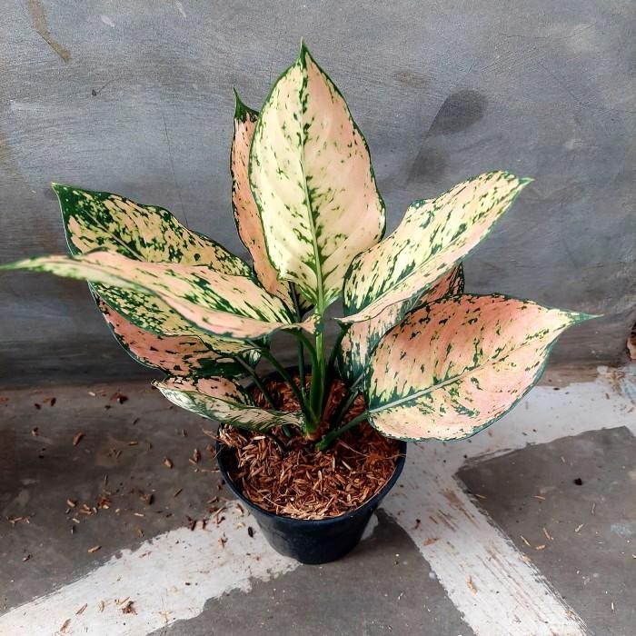 Aglonema Komkom Orange - Aglo - Aglonema Termurah