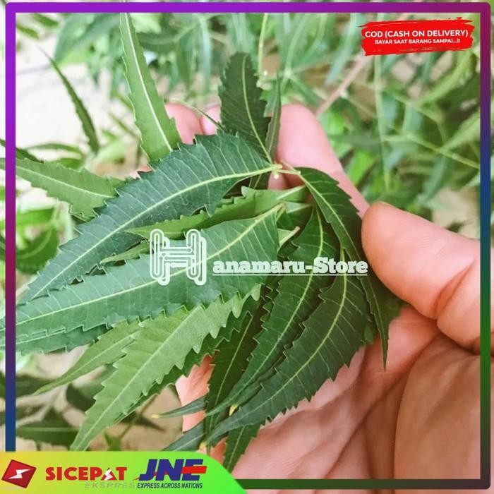 

Daun mimba segar 250gram