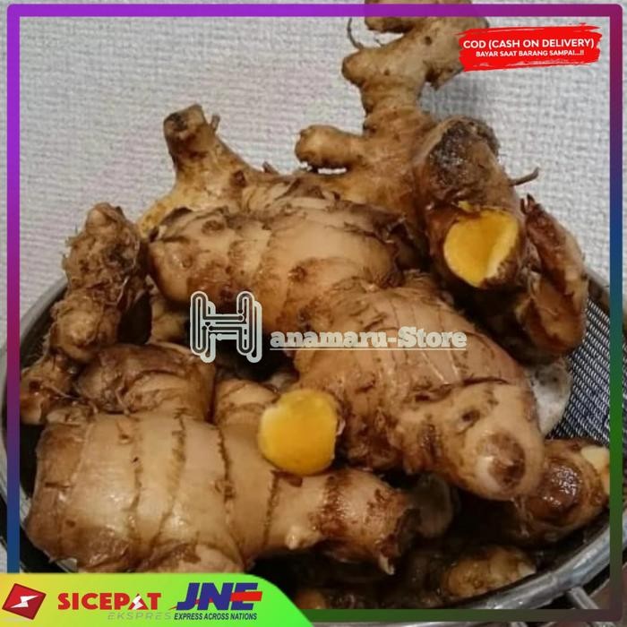 

Rimpang Bangle Segar l Umbi Panglai l Tamanan Obat l Bengle Seger