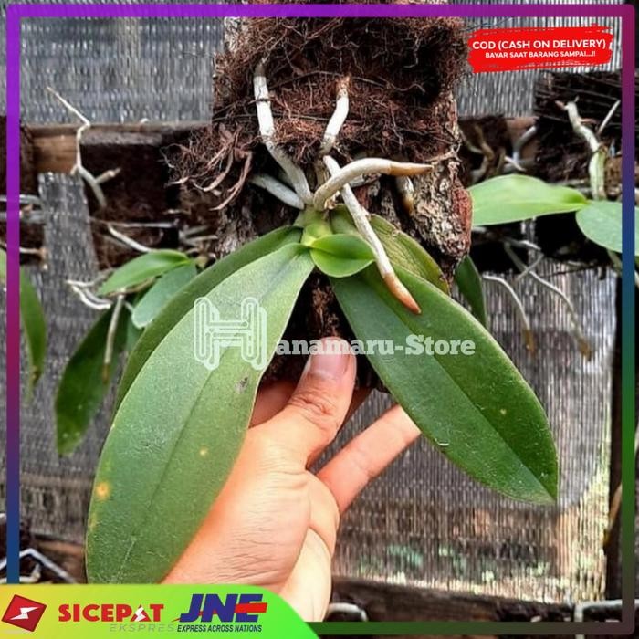 Tanaman Hias Anggrek Bulan Bunga Artificial Putih