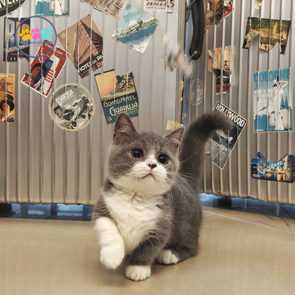 kucing bsh munchkin bicolor blue betina kitten lucu
