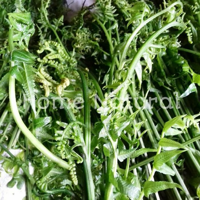 

Daun pakis sayur segar ( 1kg )