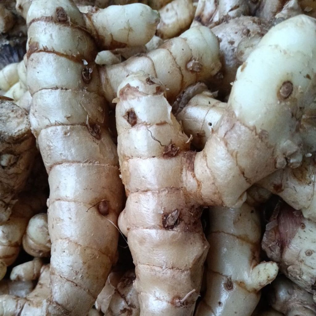 

kunyit putih dan fres kunyit putih asli. 1000 gram di ambil saat orderan masuk