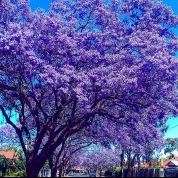 POHON TABEBUYA UNGU TINGGI 2 METER