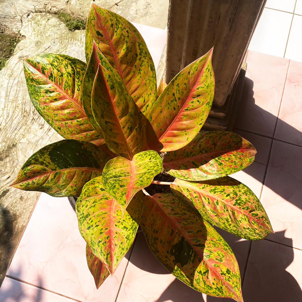 Aglonema Big Roy, Corak Hijau - Oren - Merah, Tanaman Hias Hidup dan Sehat