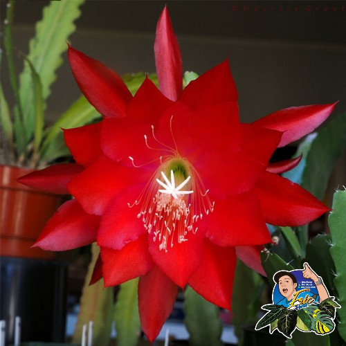 wijaya kusuma merah ackermannii Epiphyllum Orchid cactus bunga besar