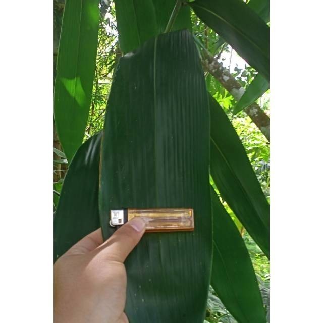 

Daun Bambu Segar Pilihan herbal dan bungkus bacang