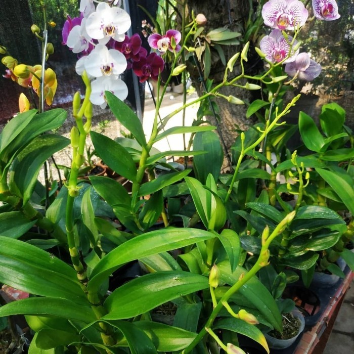tanaman hias anggrek dendrobium spike Anggrek dendrobium spike kenop