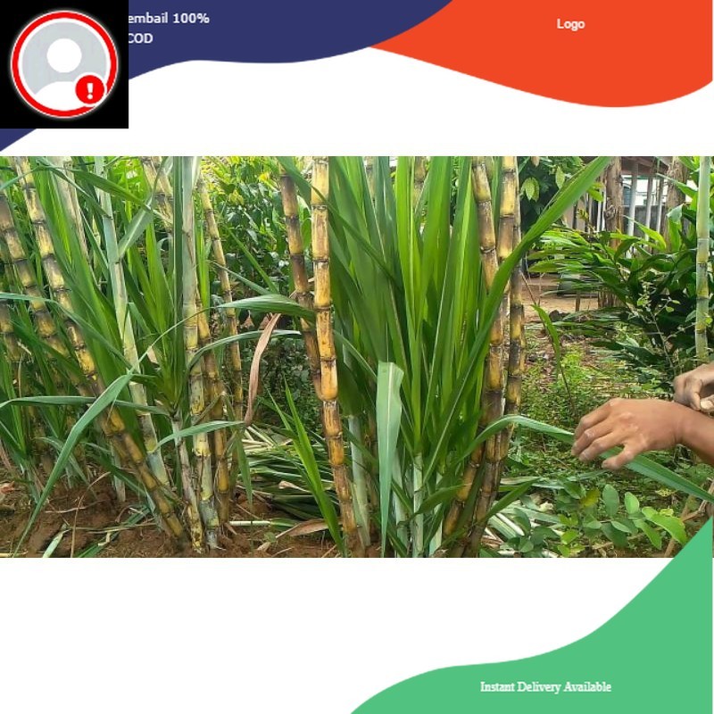 bibit stek tebu hijau