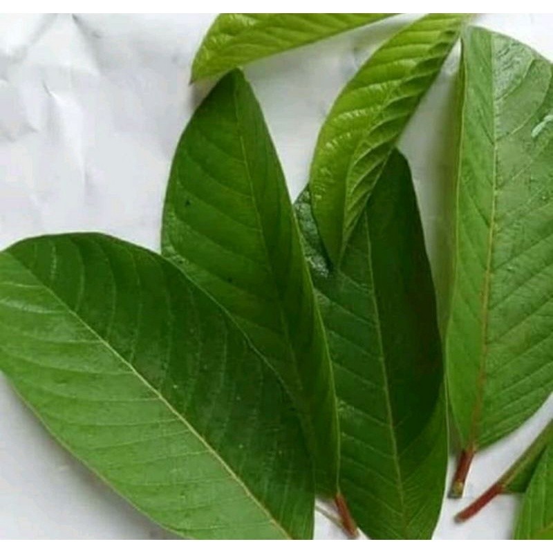 

PROMO DISKON Daun Jambu Biji Segar 500 grm / Obat Diare / Daun Jambu Biji Bahan Ecoprint BAHAN TERBAAIK