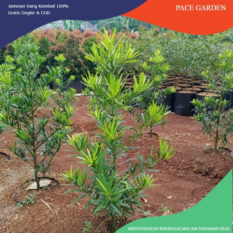 Promo tanaman lohansung cincuan | bahan bonsai lohansung taiwan | tanaman bonsai lohansung cincuan t