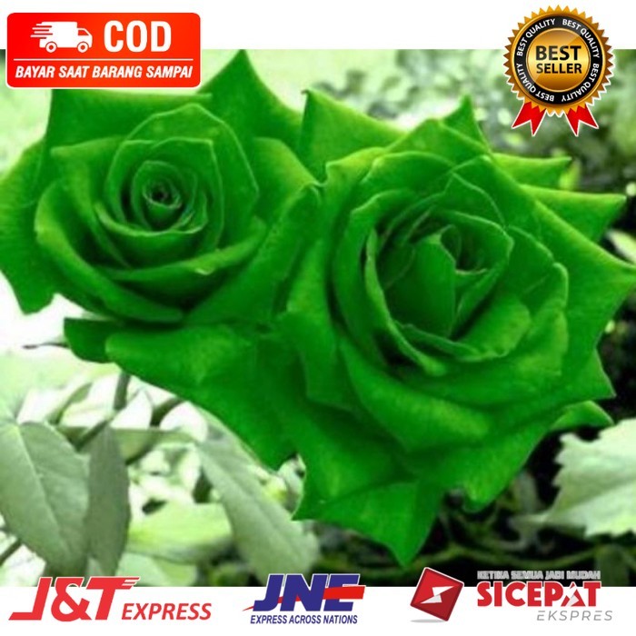 TANAMAN HIAS BUNGA MAWAR LANGKA//GREEN - MAWAR BUNGA HIAS - TANAMAN HIAS HIDUP - TANAMAN HIAS BUNGA