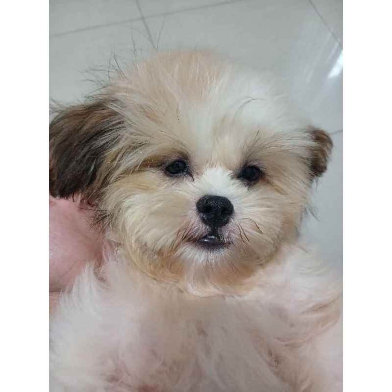 anak anjing mini shihtzu betina non stmb stamboom anak anjing ras